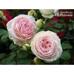 Eden Rose® Ogromne, nabite płatkami kwiaty, kremowo-różowej barwy, przyjemnie pachnące. Lśniące liście. Wysoki krzew.