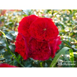 Florentina® Duże, rozetkowe kwiaty o czerwonej barwie. Wysoki krzew.