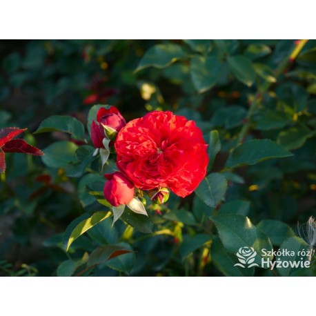 Florentina® Duże, rozetkowe kwiaty o czerwonej barwie. Wysoki krzew.