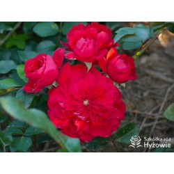 Florentina® Duże, rozetkowe kwiaty o czerwonej barwie. Wysoki krzew.