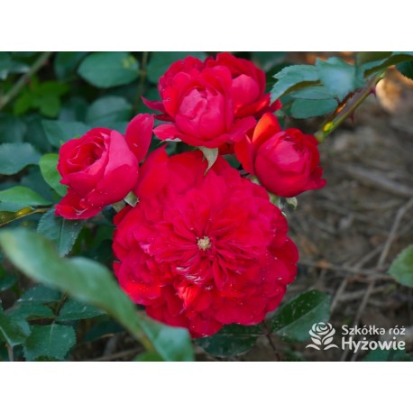 Florentina® Duże, rozetkowe kwiaty o czerwonej barwie. Wysoki krzew.