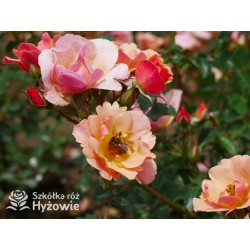 Jazz® małe, półpełne kwiaty, o niespotykanej morelowej barwie. Delikatnie pachnąca. Niski krzew.