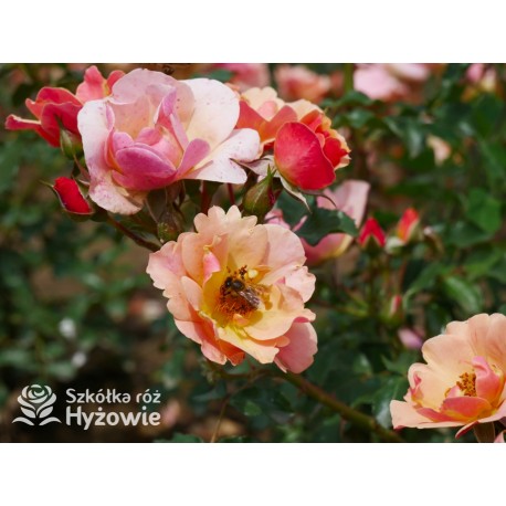 Jazz® małe, półpełne kwiaty, o niespotykanej morelowej barwie. Delikatnie pachnąca. Niski krzew.