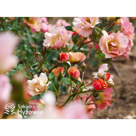 Jazz® małe, półpełne kwiaty, o niespotykanej morelowej barwie. Delikatnie pachnąca. Niski krzew.