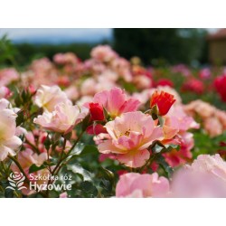 Jazz® małe, półpełne kwiaty, o niespotykanej morelowej barwie. Delikatnie pachnąca. Niski krzew.