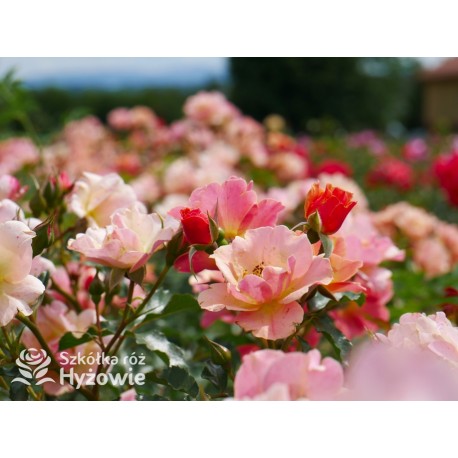 Jazz® małe, półpełne kwiaty, o niespotykanej morelowej barwie. Delikatnie pachnąca. Niski krzew.