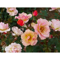 Jazz® małe, półpełne kwiaty, o niespotykanej morelowej barwie. Delikatnie pachnąca. Niski krzew.