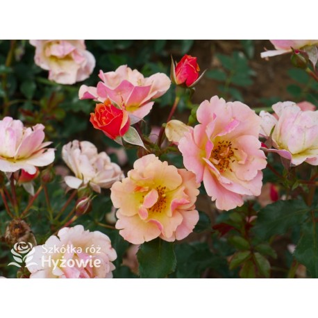 Jazz® małe, półpełne kwiaty, o niespotykanej morelowej barwie. Delikatnie pachnąca. Niski krzew.