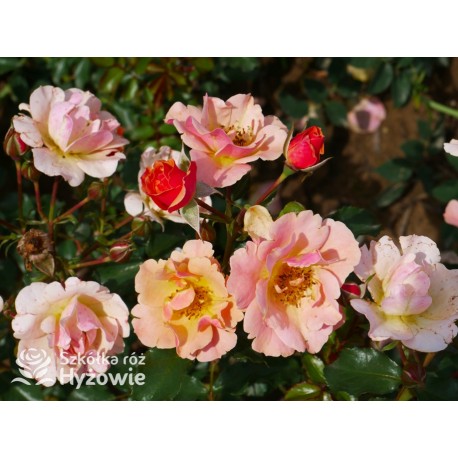 Jazz® małe, półpełne kwiaty, o niespotykanej morelowej barwie. Delikatnie pachnąca. Niski krzew.