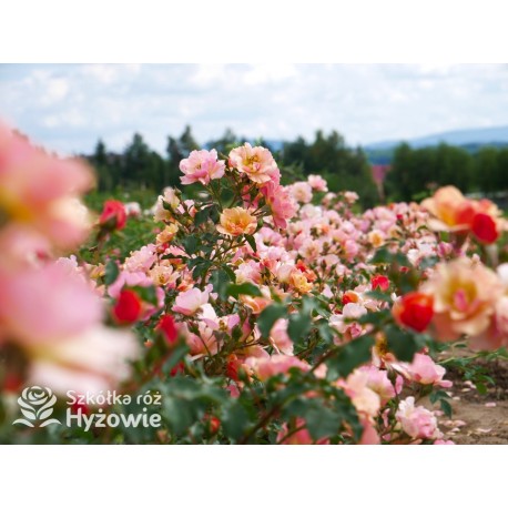 Jazz® małe, półpełne kwiaty, o niespotykanej morelowej barwie. Delikatnie pachnąca. Niski krzew.