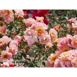 Jazz® małe, półpełne kwiaty, o niespotykanej morelowej barwie. Delikatnie pachnąca. Niski krzew.