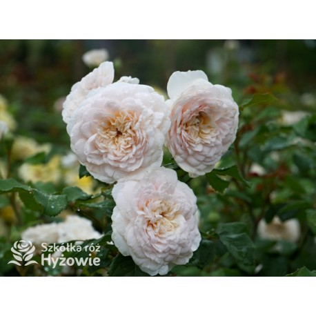 Emily Brontë™ (Ausearnshaw) Pokaźny kwiat, nabity płatkami, łososiowo-różowej  barwy, bardzo mocno pachnący. Niski krzew.