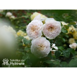 Emily Brontë™ (Ausearnshaw) Pokaźny kwiat, nabity płatkami, łososiowo-różowej  barwy, bardzo mocno pachnący. Niski krzew.