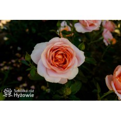 Bengali® Pełne kwiaty o brzoskwiniowej barwie i delikatnym zapachu. Soczyście zielone liście. Niski krzew.