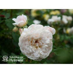 Emily Brontë™ (Ausearnshaw) Pokaźny kwiat, nabity płatkami, łososiowo-różowej  barwy, bardzo mocno pachnący. Niski krzew.