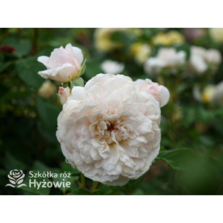 Emily Brontë™ (Ausearnshaw) Pokaźny kwiat, nabity płatkami, łososiowo-różowej  barwy, bardzo mocno pachnący. Niski krzew.