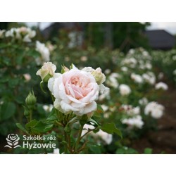 Emily Brontë™ (Ausearnshaw) Pokaźny kwiat, nabity płatkami, łososiowo-różowej  barwy, bardzo mocno pachnący. Niski krzew.