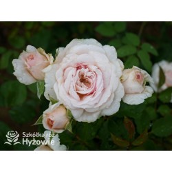 Emily Brontë™ (Ausearnshaw) Pokaźny kwiat, nabity płatkami, łososiowo-różowej  barwy, bardzo mocno pachnący. Niski krzew.