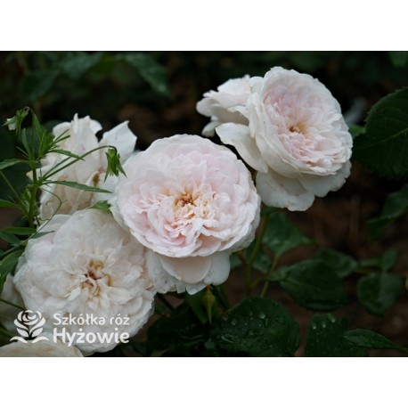 Emily Brontë™ (Ausearnshaw) Pokaźny kwiat, nabity płatkami, łososiowo-różowej  barwy, bardzo mocno pachnący. Niski krzew.