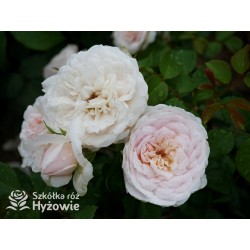 Emily Brontë™ (Ausearnshaw) Pokaźny kwiat, nabity płatkami, łososiowo-różowej  barwy, bardzo mocno pachnący. Niski krzew.