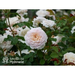 Emily Brontë™ (Ausearnshaw) Pokaźny kwiat, nabity płatkami, łososiowo-różowej  barwy, bardzo mocno pachnący. Niski krzew.