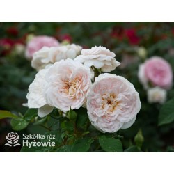 Emily Brontë™ (Ausearnshaw) Pokaźny kwiat, nabity płatkami, łososiowo-różowej  barwy, bardzo mocno pachnący. Niski krzew.