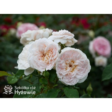 Emily Brontë™ (Ausearnshaw) Pokaźny kwiat, nabity płatkami, łososiowo-różowej  barwy, bardzo mocno pachnący. Niski krzew.