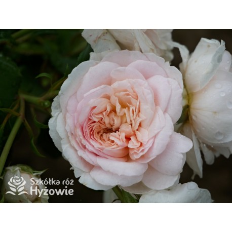 Emily Brontë™ (Ausearnshaw) Pokaźny kwiat, nabity płatkami, łososiowo-różowej  barwy, bardzo mocno pachnący. Niski krzew.