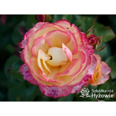 Flaming Star® Duże, pełne kwiaty, herbacianej barwy, przyjemnie pachnące. Błyszczące liście. Niski krzew.