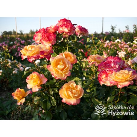 Flaming Star® Duże, pełne kwiaty, herbacianej barwy, przyjemnie pachnące. Błyszczące liście. Niski krzew.