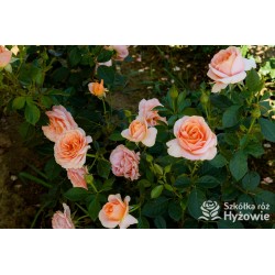 Bengali® Pełne kwiaty o brzoskwiniowej barwie i delikatnym zapachu. Soczyście zielone liście. Niski krzew.