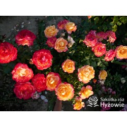 Flaming Star® Duże, pełne kwiaty, herbacianej barwy, przyjemnie pachnące. Błyszczące liście. Niski krzew.