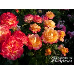 Flaming Star® Duże, pełne kwiaty, herbacianej barwy, przyjemnie pachnące. Błyszczące liście. Niski krzew.