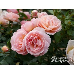 From far away™ Duże, pełne kwiaty, morelowej barwy, przyjemnie pachną. Niski krzew.