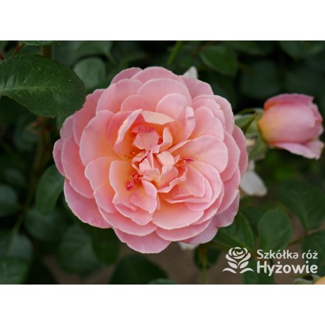 From far away™ Duże, pełne kwiaty, morelowej barwy, przyjemnie pachną. Niski krzew.