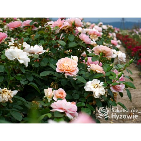 From far away™ Duże, pełne kwiaty, morelowej barwy, przyjemnie pachną. Niski krzew.