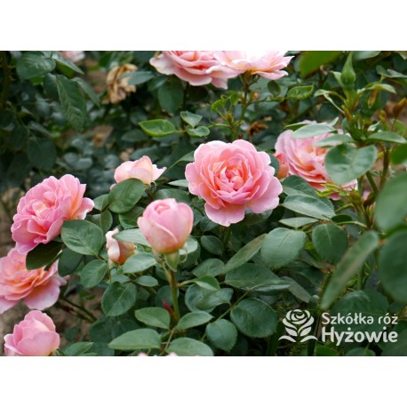 From far away™ Duże, pełne kwiaty, morelowej barwy, przyjemnie pachną. Niski krzew.