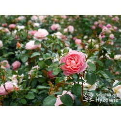 From far away™ Duże, pełne kwiaty, morelowej barwy, przyjemnie pachną. Niski krzew.