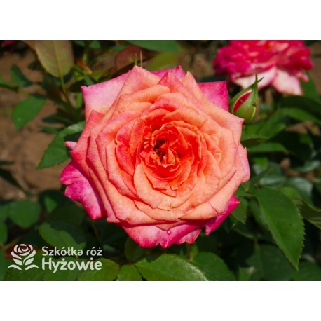 Feurio® Duże, szczelnie nabite płatkami kwiaty, pomarańczowej barwy, mocno pachnące. Niski krzew.