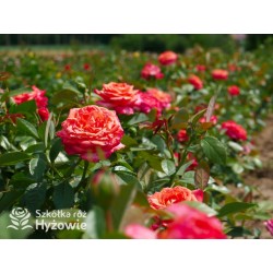 Feurio® Duże, szczelnie nabite płatkami kwiaty, pomarańczowej barwy, mocno pachnące. Niski krzew.