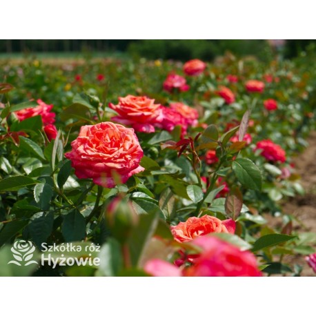 Feurio® Duże, szczelnie nabite płatkami kwiaty, pomarańczowej barwy, mocno pachnące. Niski krzew.