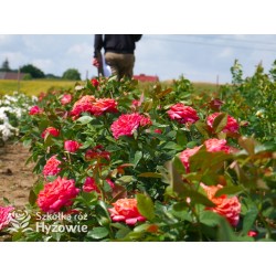 Feurio® Duże, szczelnie nabite płatkami kwiaty, pomarańczowej barwy, mocno pachnące. Niski krzew.