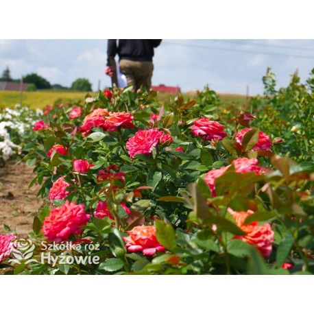 Feurio® Duże, szczelnie nabite płatkami kwiaty, pomarańczowej barwy, mocno pachnące. Niski krzew.