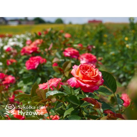 Feurio® Duże, szczelnie nabite płatkami kwiaty, pomarańczowej barwy, mocno pachnące. Niski krzew.