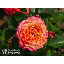 Feurio® Duże, szczelnie nabite płatkami kwiaty, pomarańczowej barwy, mocno pachnące. Niski krzew.