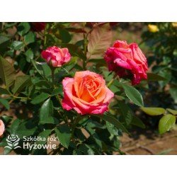 Feurio® Duże, szczelnie nabite płatkami kwiaty, pomarańczowej barwy, mocno pachnące. Niski krzew.