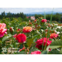 Feurio® Duże, szczelnie nabite płatkami kwiaty, pomarańczowej barwy, mocno pachnące. Niski krzew.