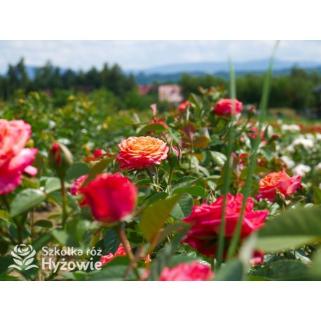 Feurio® Duże, szczelnie nabite płatkami kwiaty, pomarańczowej barwy, mocno pachnące. Niski krzew.