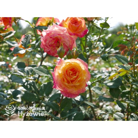 Gartenspaẞ® Duże, pełne, zbite  kwiaty o herbacianej barwie i przyjemnym zapachu. Niski krzew.