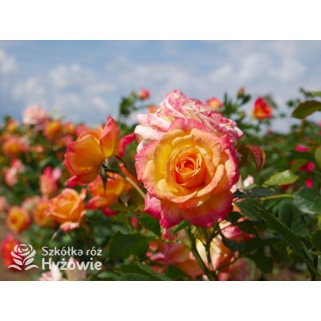 Gartenspaẞ® Duże, pełne, zbite  kwiaty o herbacianej barwie i przyjemnym zapachu. Niski krzew.